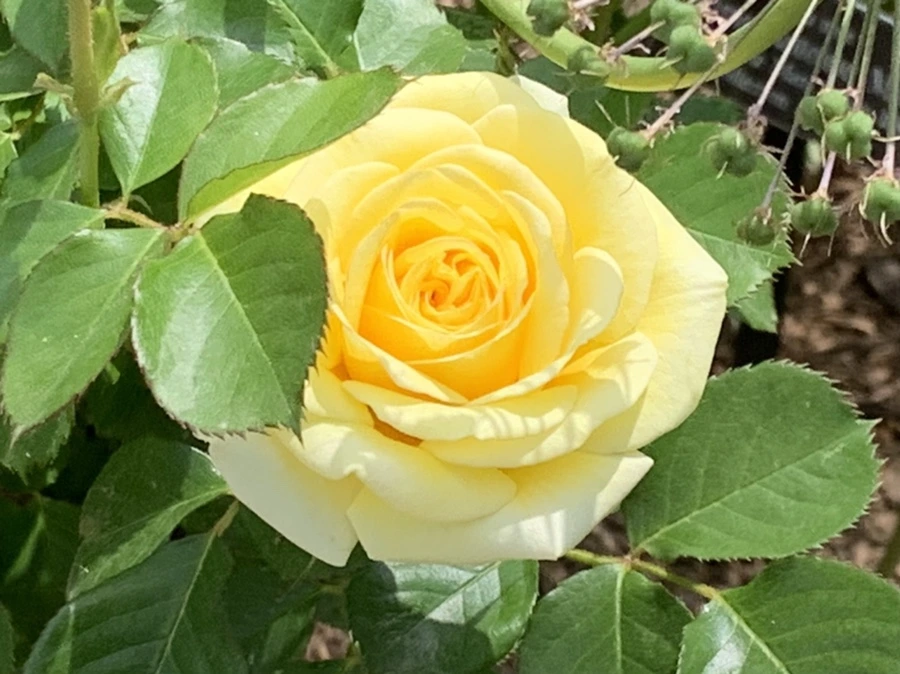 IMG_8544.jpg?type=w966