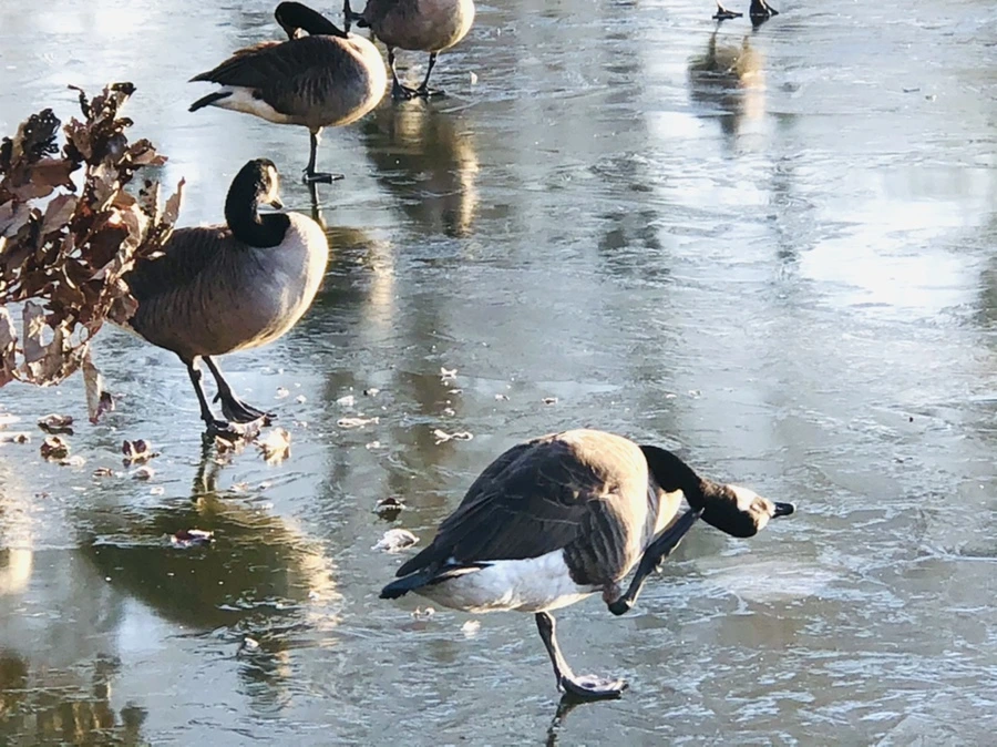 IMG_2261.jpg?type=w966