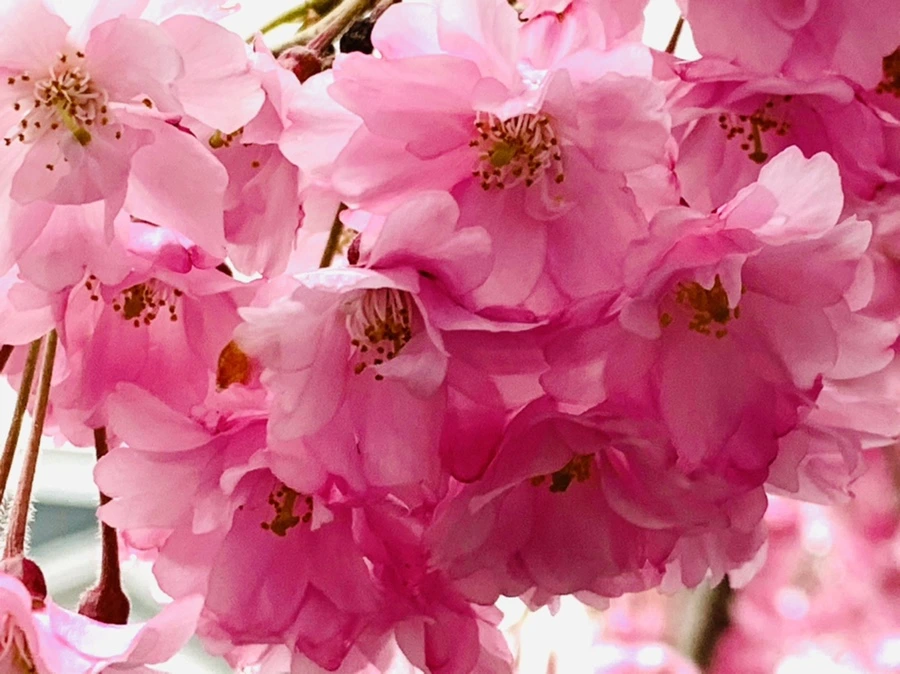 IMG_0797.jpg?type=w966