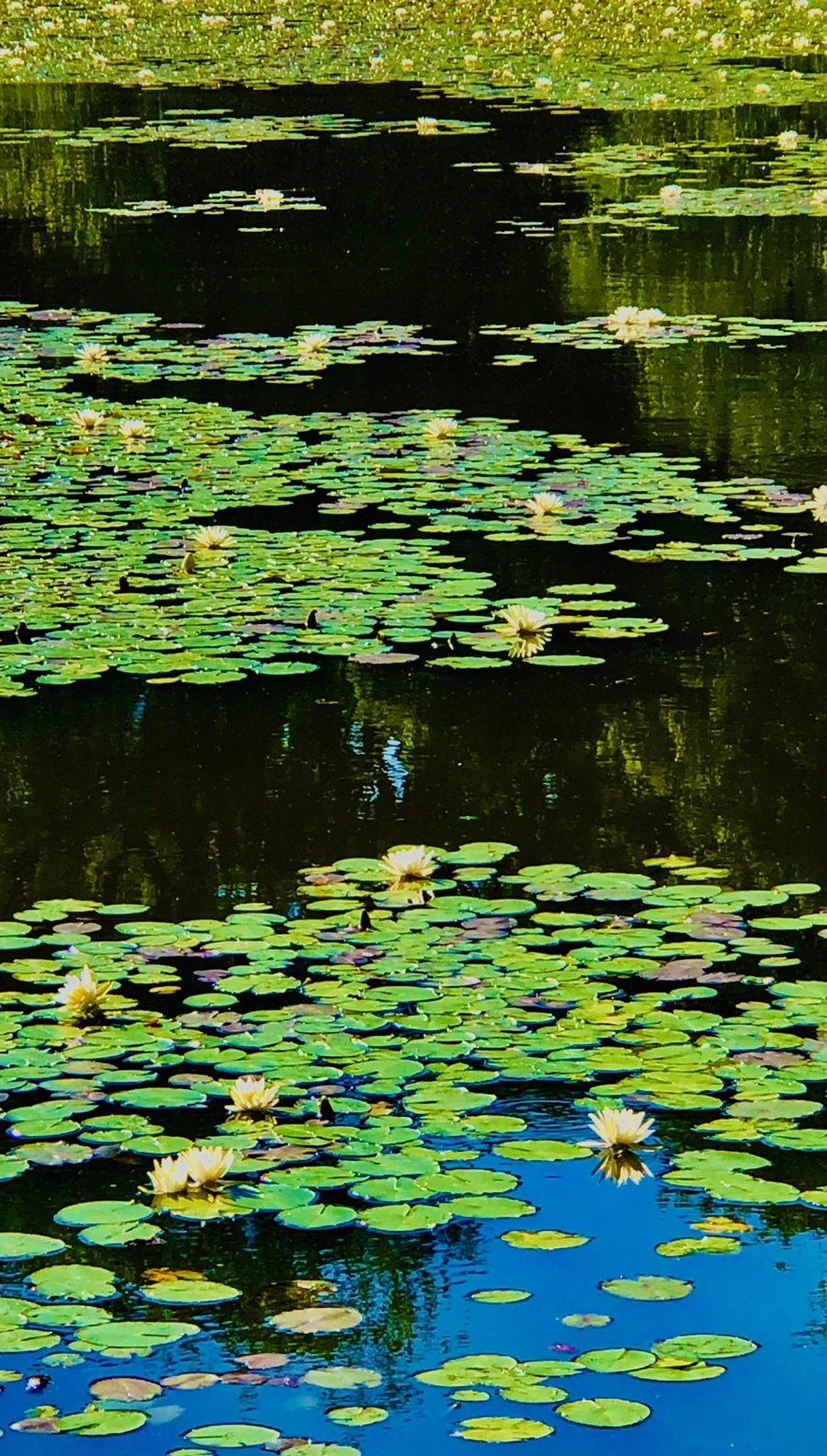 IMG_2342.jpg?type=w966