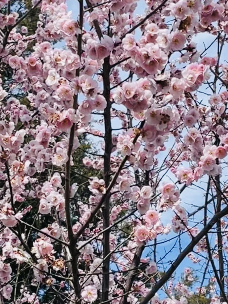 IMG_6631.jpg?type=w966