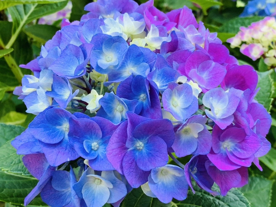 IMG_4806.jpg?type=w966