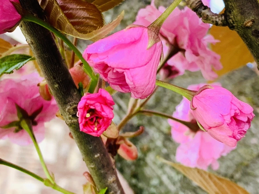 IMG_4370.jpg?type=w966