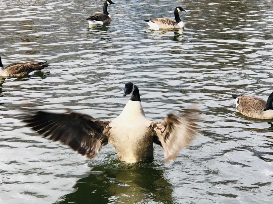 IMG_3621.jpg?type=w966