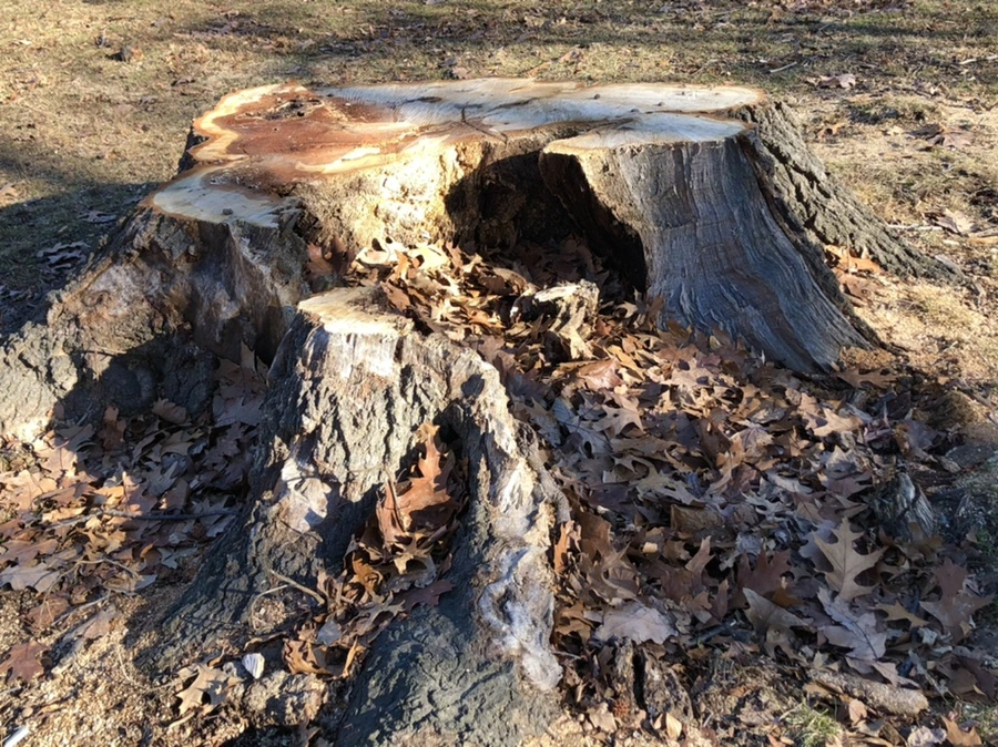 IMG_0262.jpg?type=w966