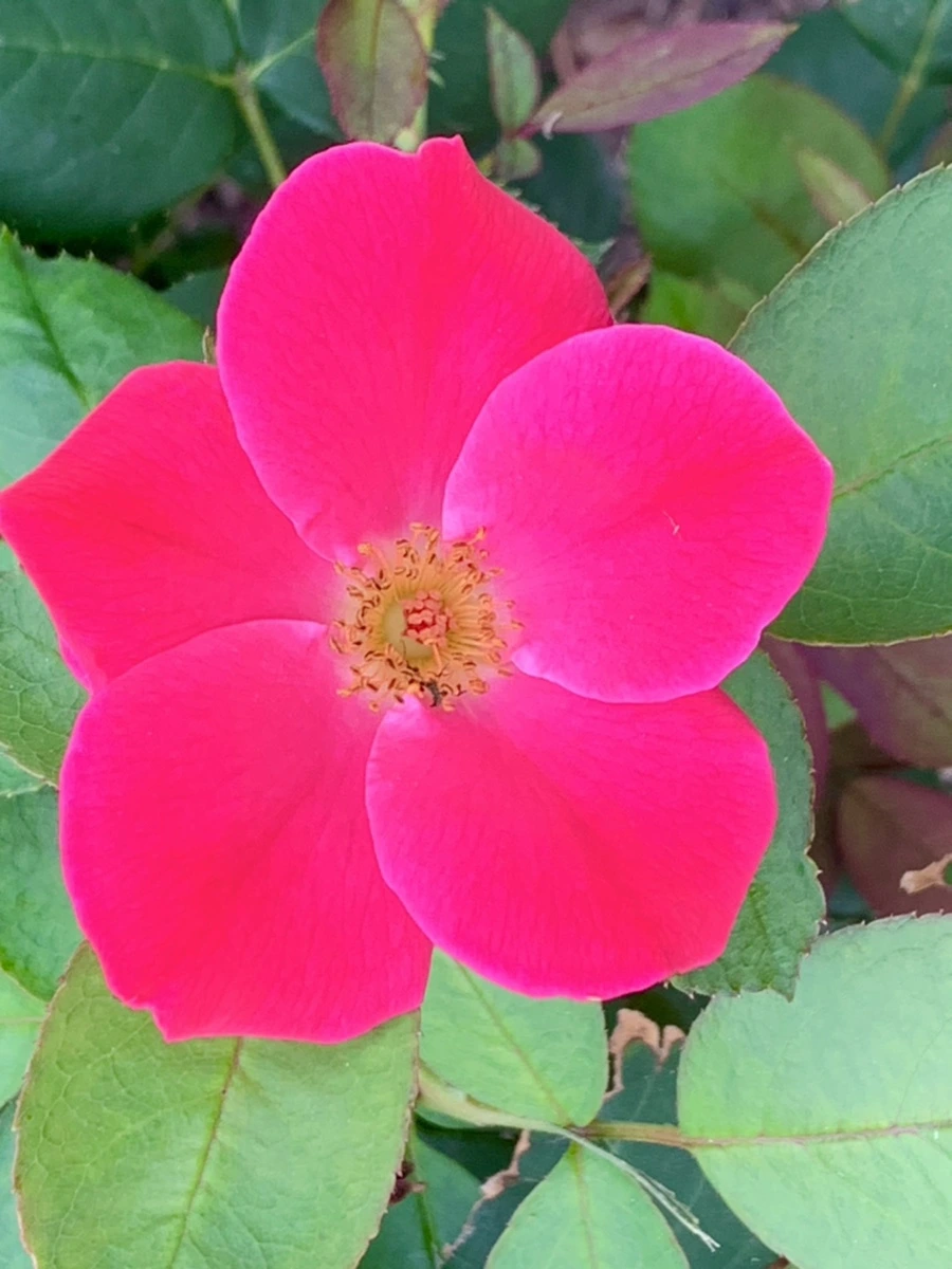 IMG_2700.jpg?type=w966