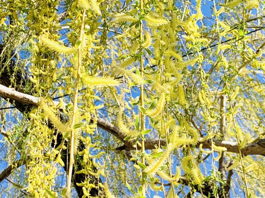 IMG_7582.jpg?type=w966