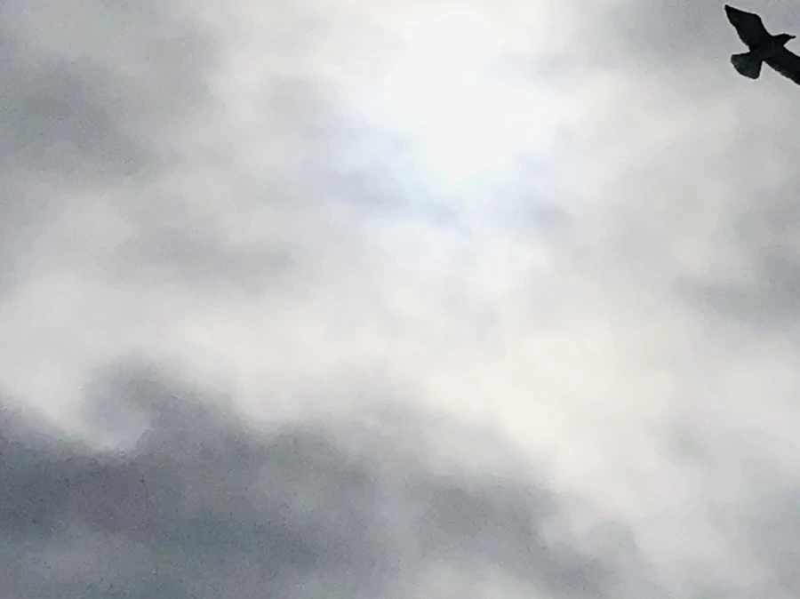 IMG_2482.jpg?type=w966