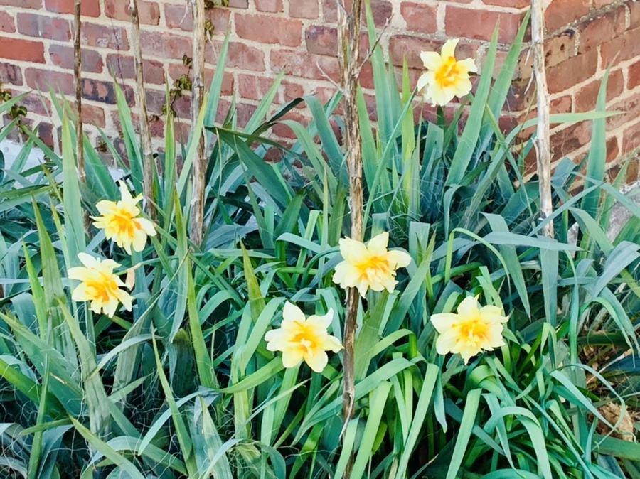 IMG_7434.jpg?type=w966