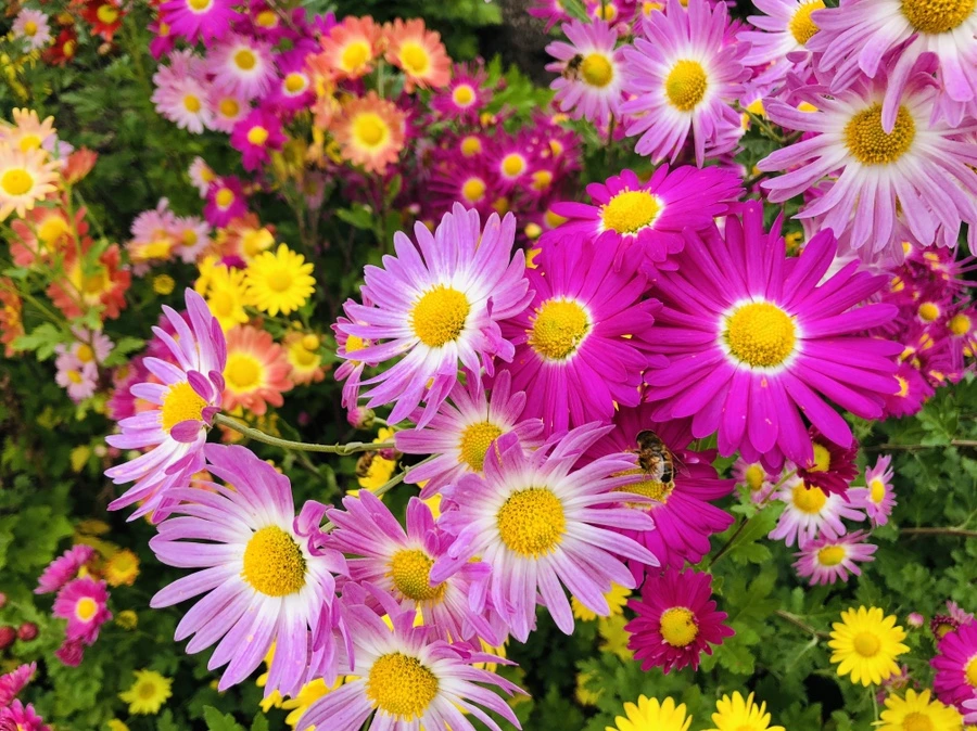 IMG_2525.jpg?type=w966