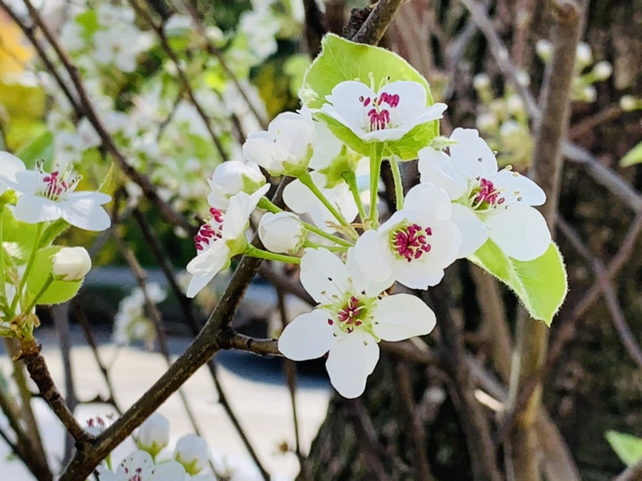 IMG_8594.jpg?type=w966