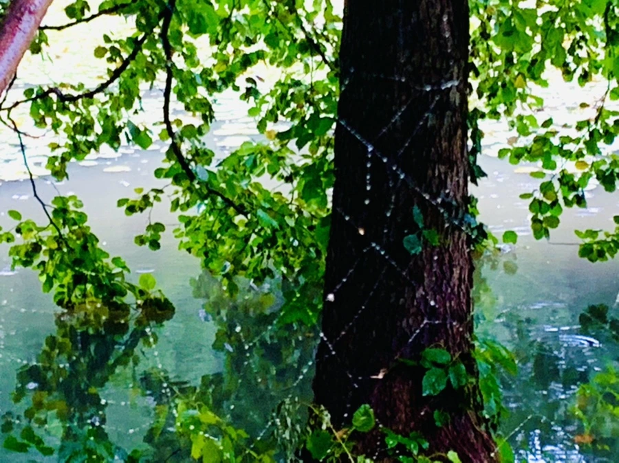 IMG_8385.jpg?type=w966