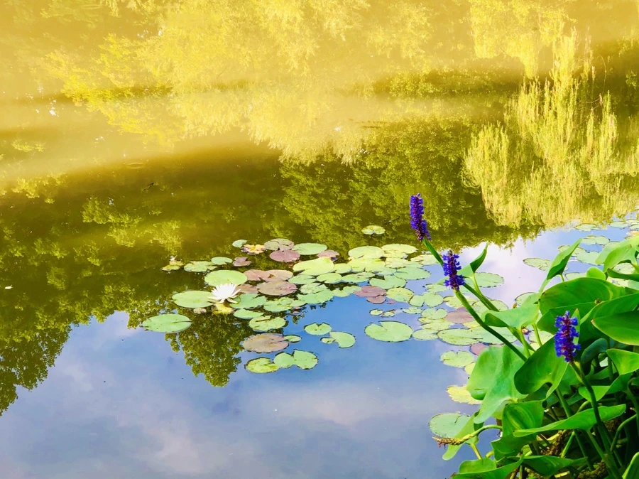 IMG_4942.jpg?type=w966