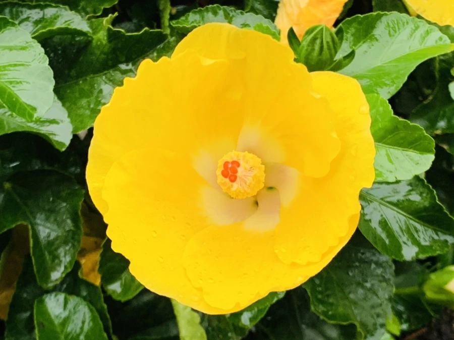 IMG_3637.jpg?type=w966