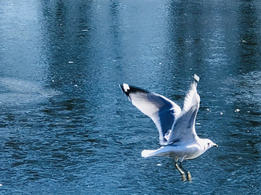 IMG_7742.jpg?type=w966