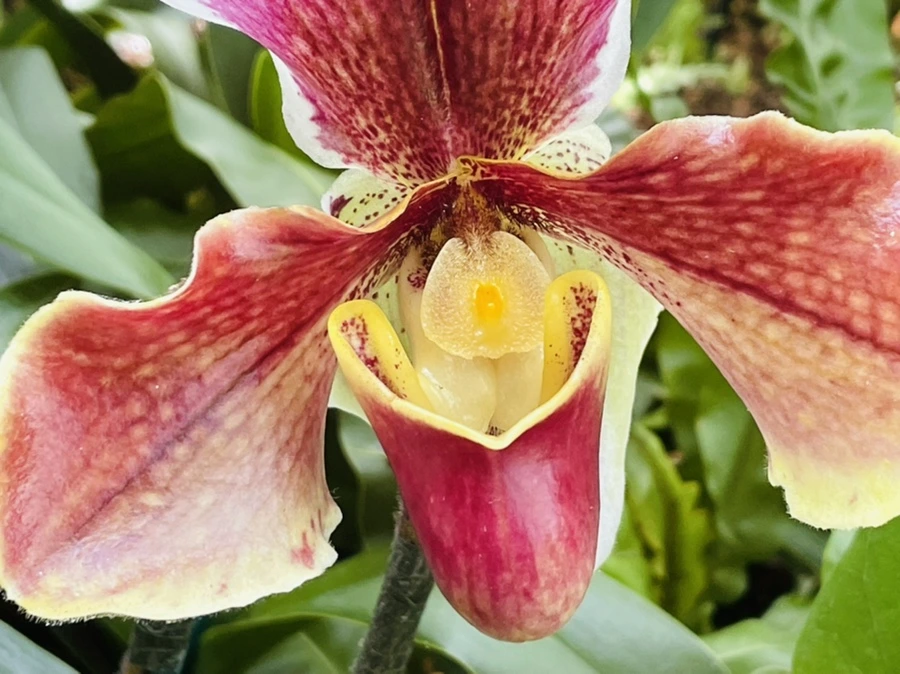 IMG_4472.jpg?type=w966