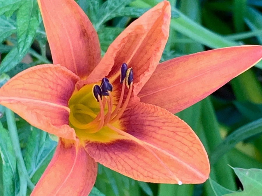 IMG_5340.jpg?type=w966