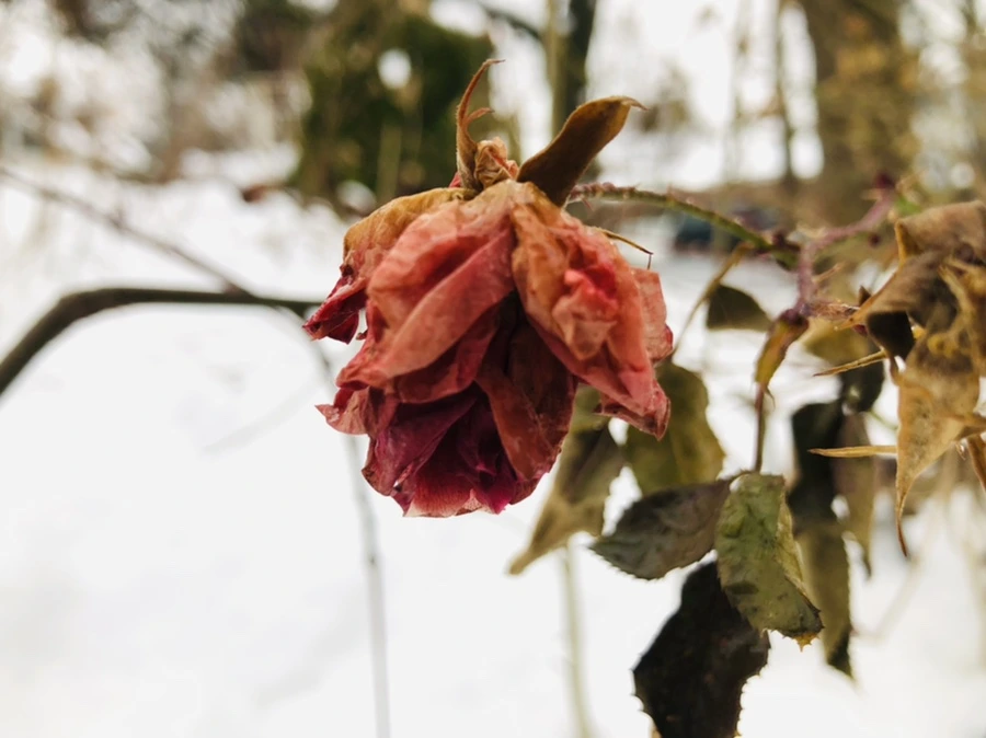 IMG_1581.jpg?type=w966