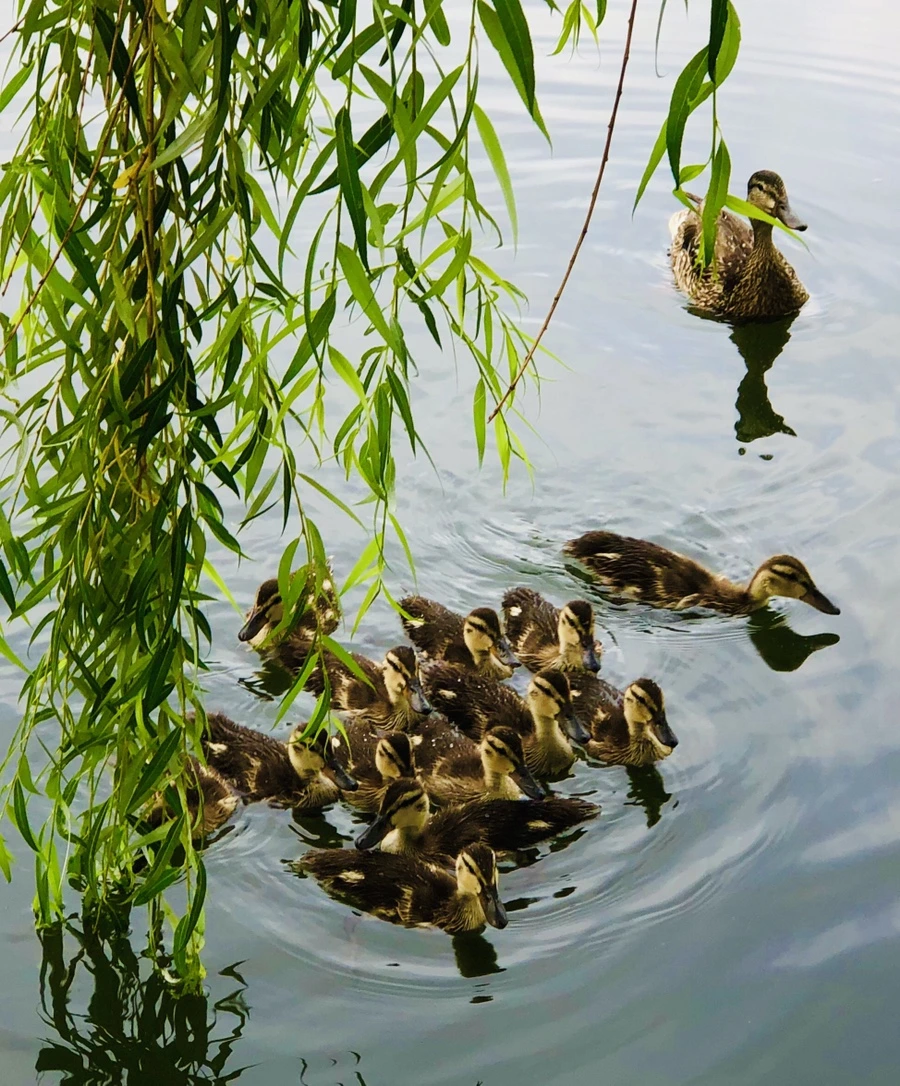 IMG_3113.jpg?type=w966