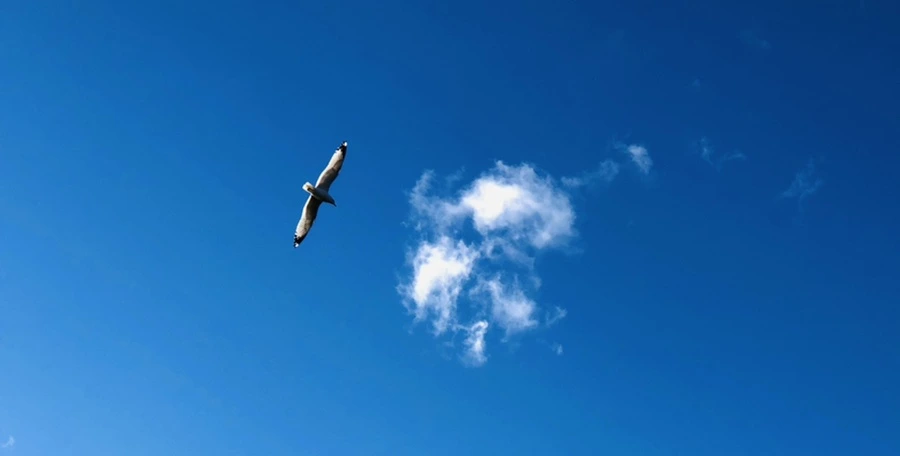 IMG_9264.jpg?type=w966