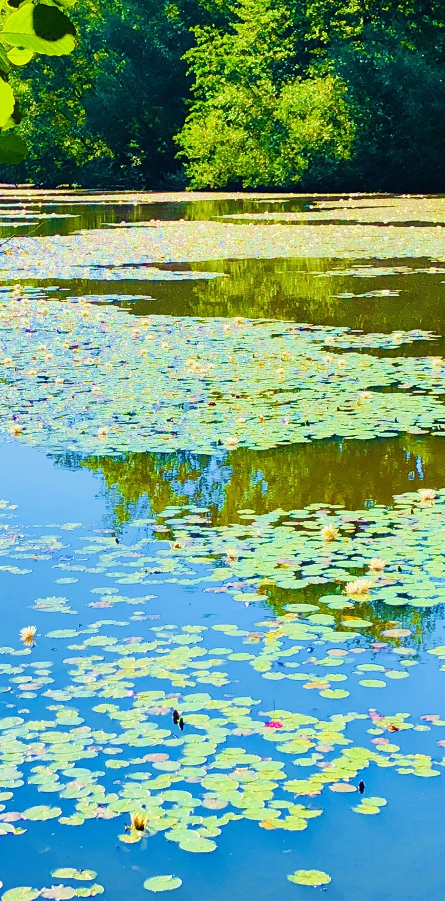 IMG_2308.jpg?type=w966