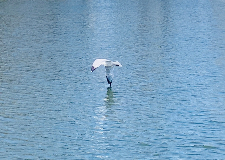 IMG_9301.jpg?type=w966