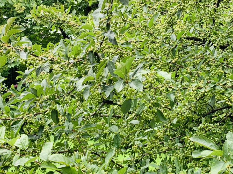 IMG_1023.jpg?type=w966