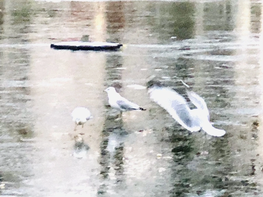 IMG_1938.jpg?type=w966