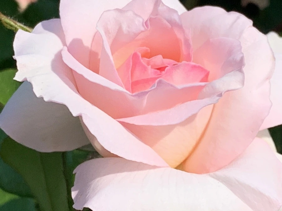 IMG_7549.jpg?type=w966