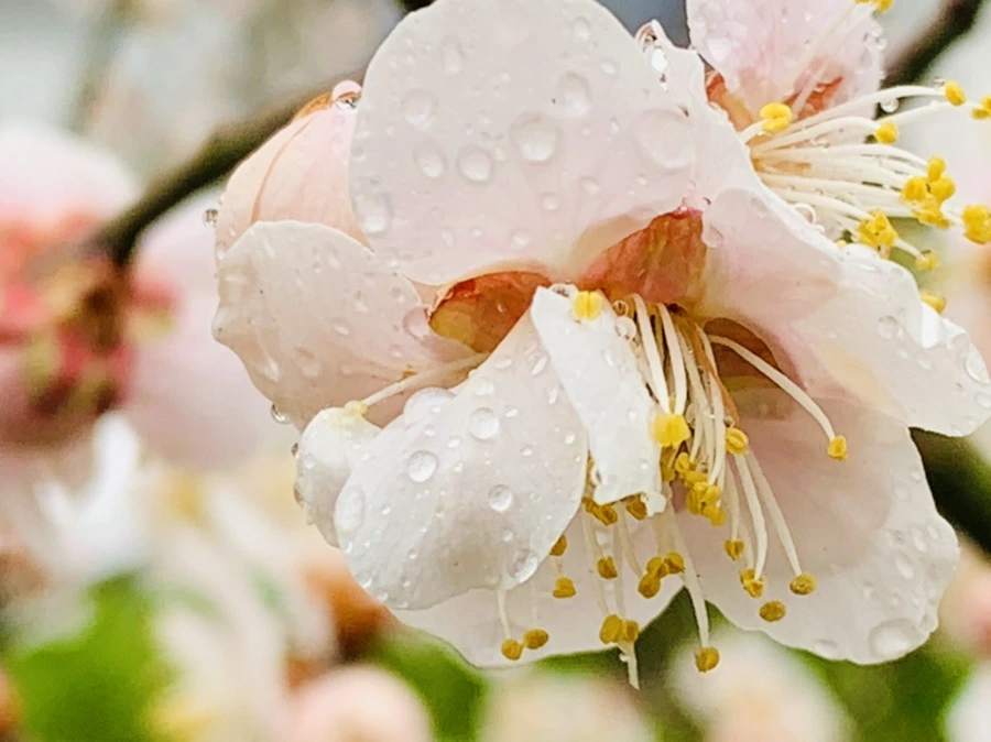 IMG_1804.jpg?type=w966