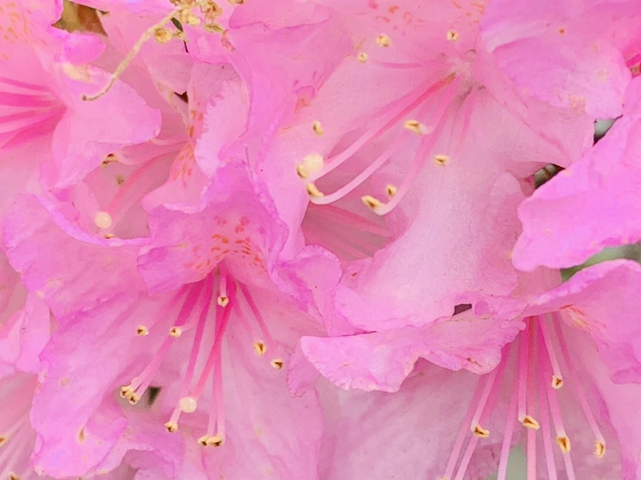 IMG_0944.jpg?type=w966