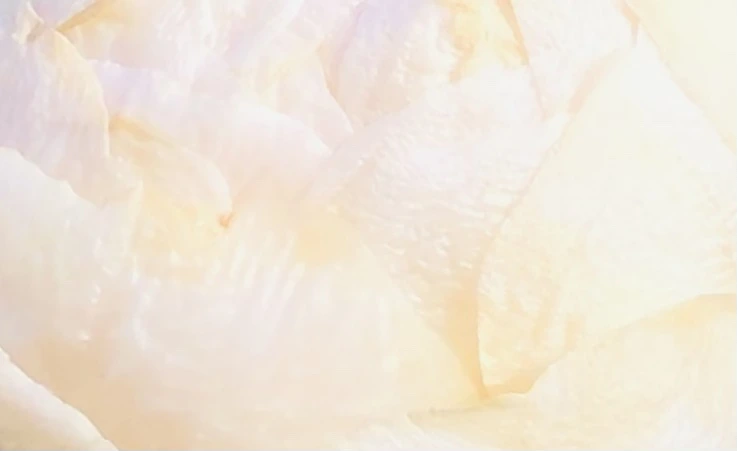 IMG_1389.jpg?type=w966