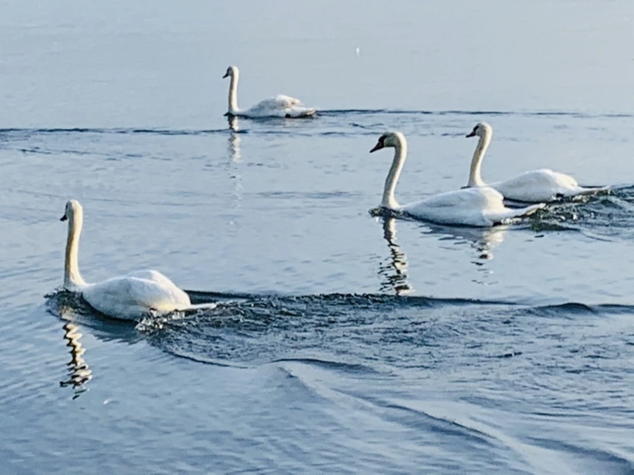 IMG_1488.jpg?type=w966