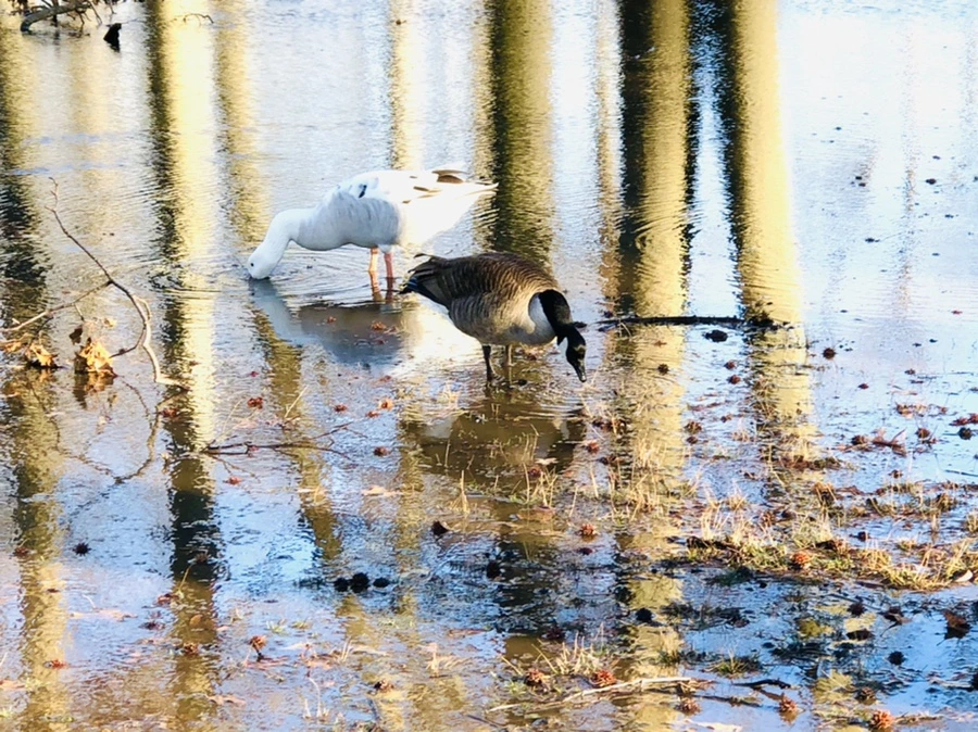 IMG_9284.jpg?type=w966