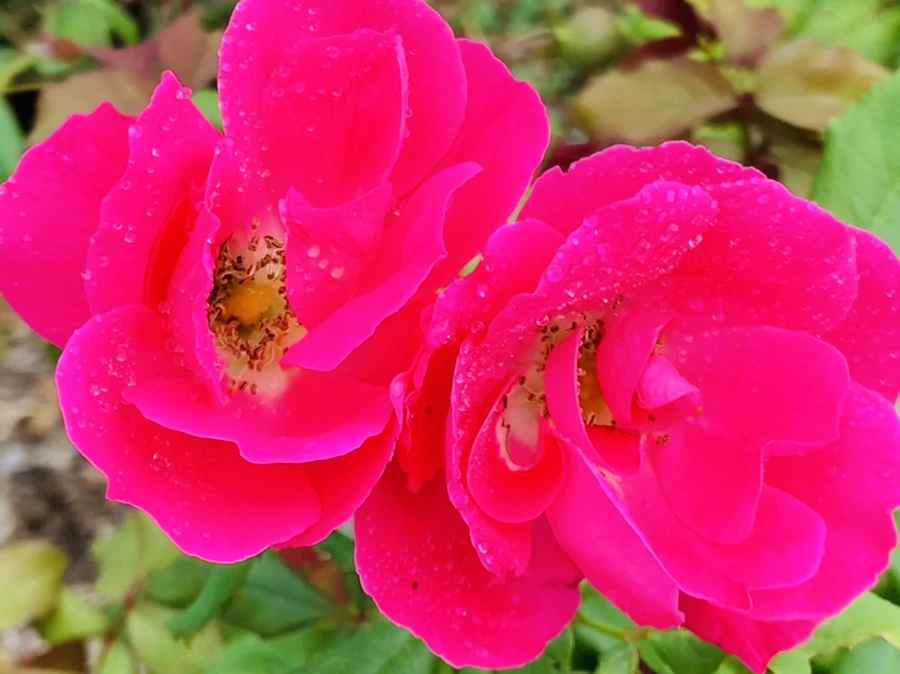 IMG_4999.jpg?type=w966