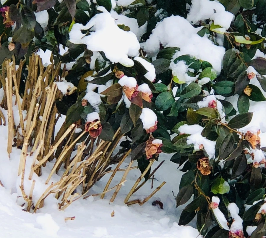 IMG_9075.jpg?type=w966