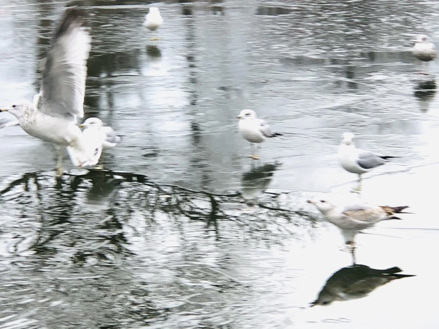 IMG_8906.jpg?type=w966