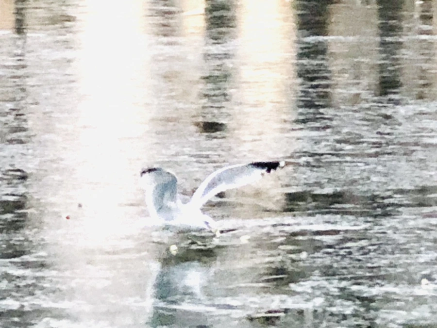 IMG_1950.jpg?type=w966