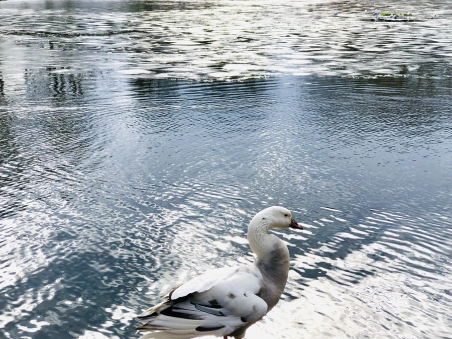 IMG_5110.jpg?type=w966