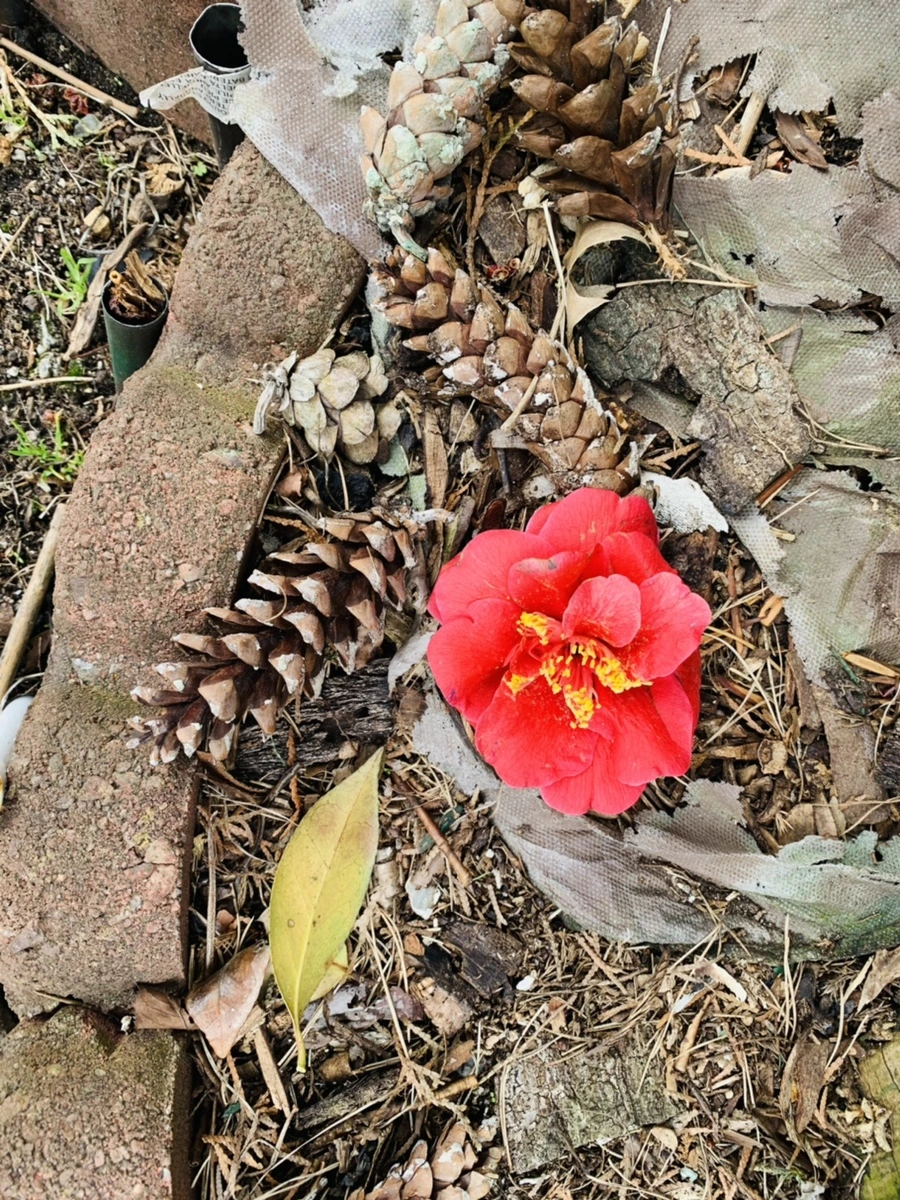 IMG_6614.jpg?type=w966