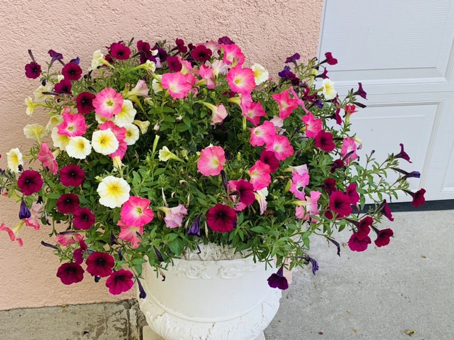 IMG_5300.jpg?type=w966