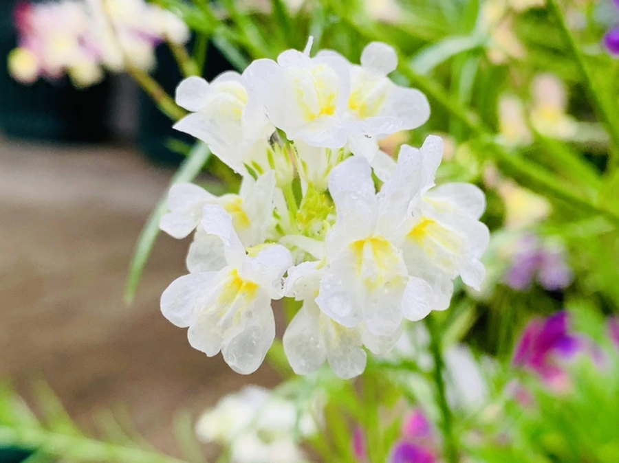 IMG_9829.jpg?type=w966