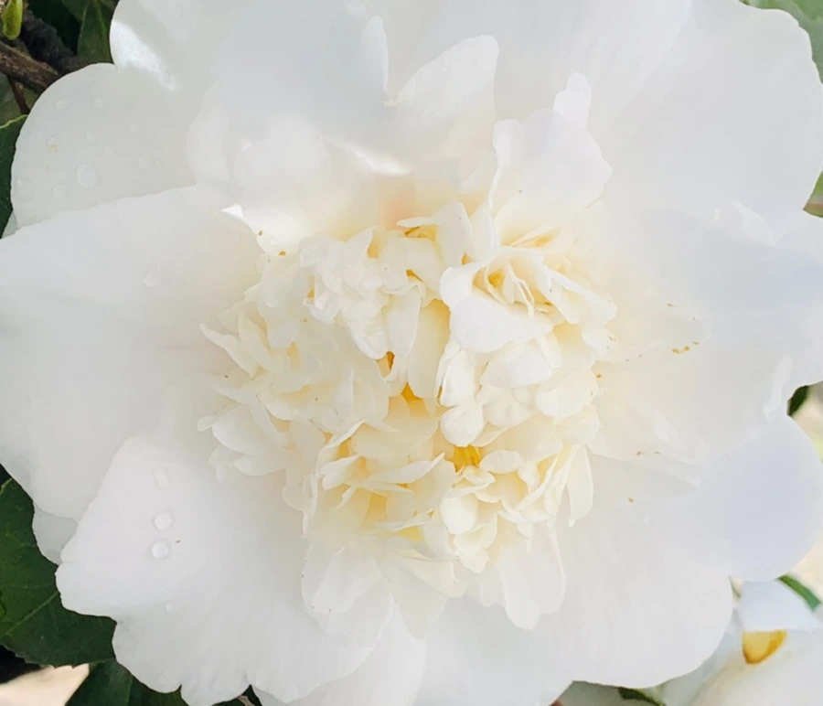 IMG_1557.jpg?type=w966