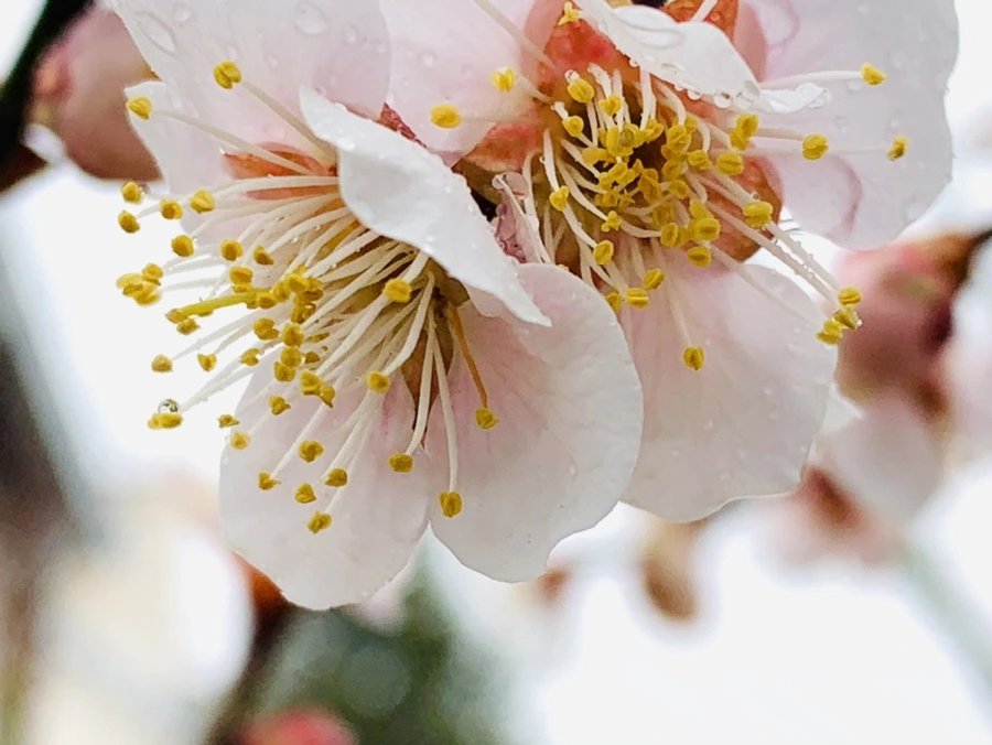 IMG_1789.jpg?type=w966