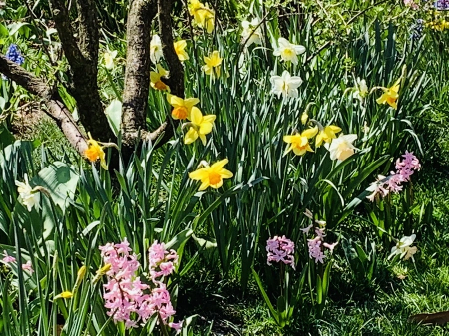 IMG_8083.jpg?type=w966