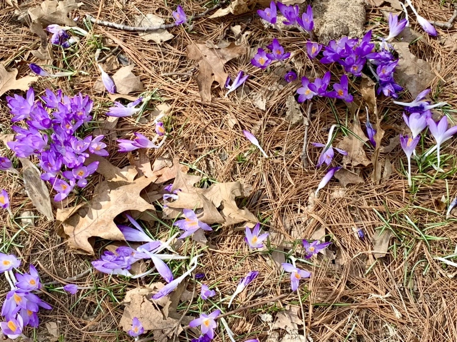 IMG_1242.jpg?type=w966