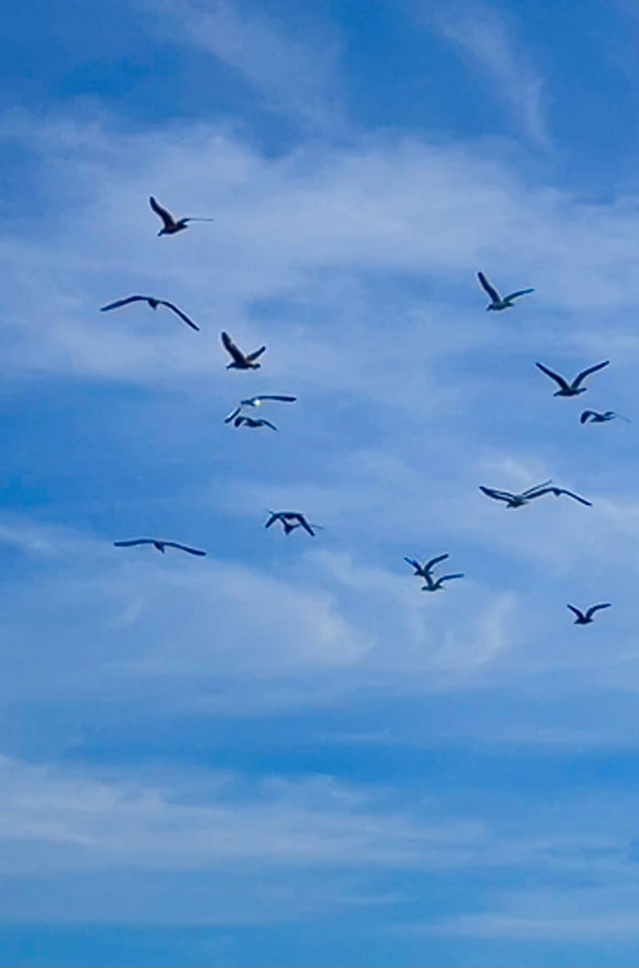 IMG_5096.jpg?type=w966