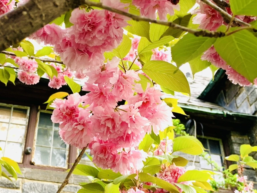 IMG_8986.jpg?type=w966