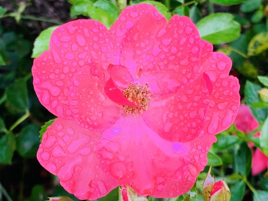 IMG_8741.jpg?type=w966