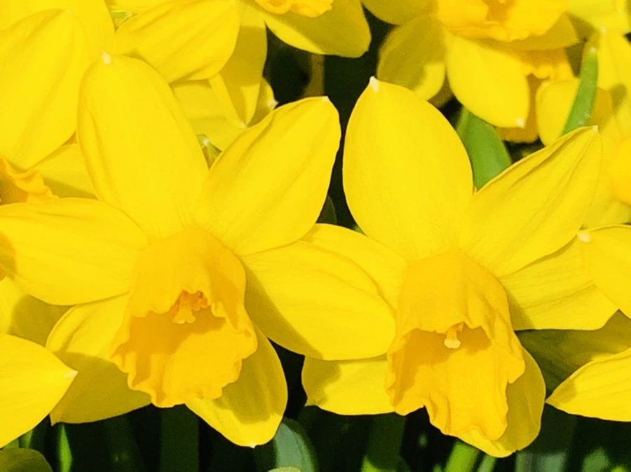 IMG_3187.jpg?type=w966